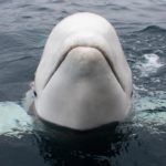 Norway Warns People To Keep Away From ‘spy’ Whale For Animal’s Safety