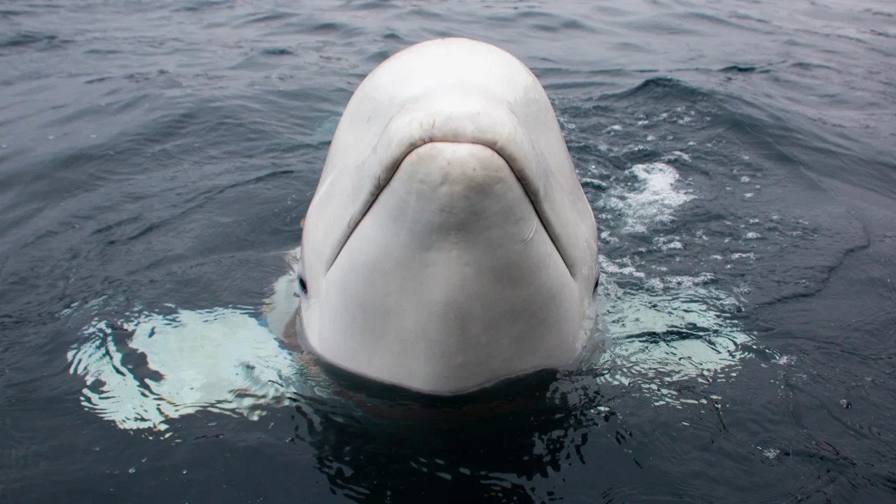 Norway Warns People To Keep Away From ‘spy’ Whale For Animal’s Safety